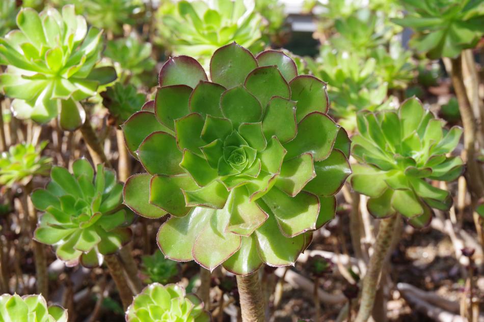 Plant Nature