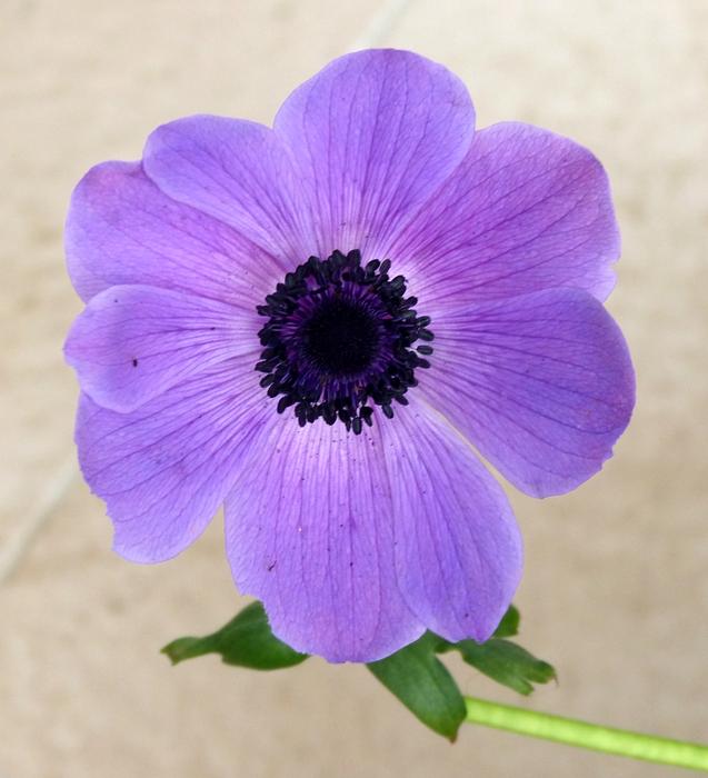 Flowers Purple macro nature