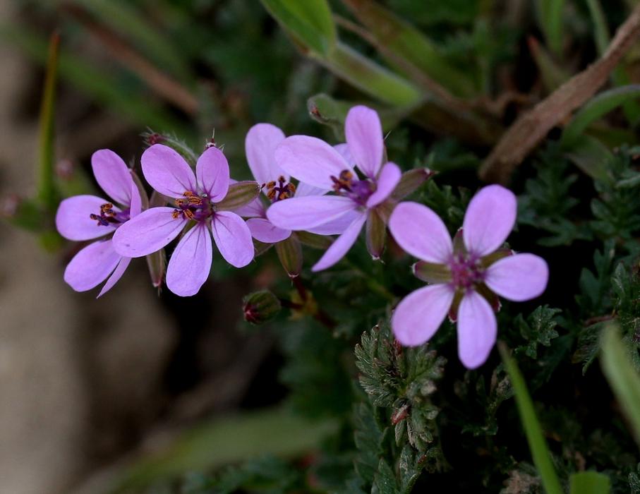 Wildflowers Small macro blur
