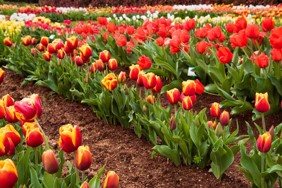 Tulips Red Field