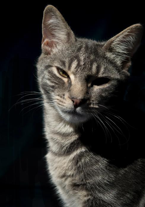 Cat Profile Pet