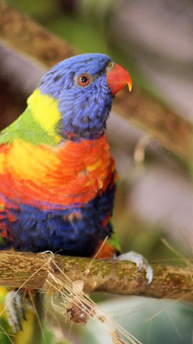Nature Birds Animal Kingdom