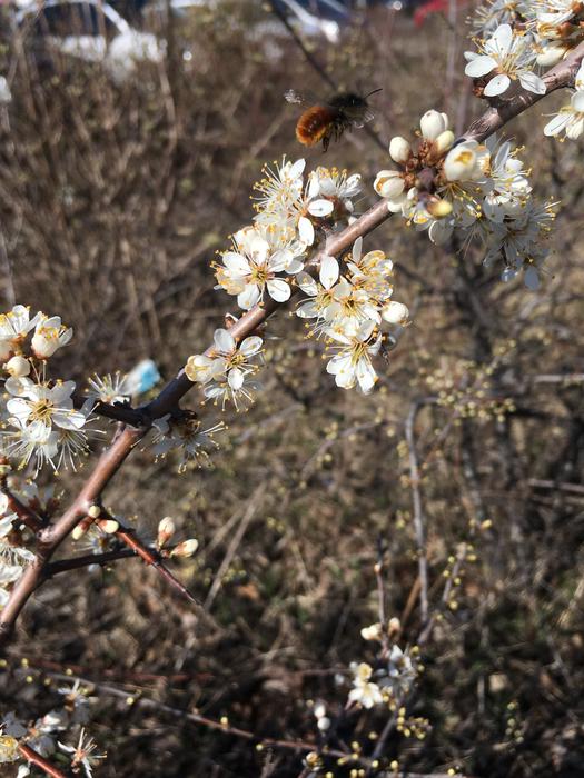 Tree Branch white Flowers