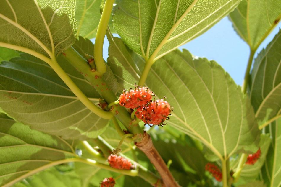Plant Spain Exotic