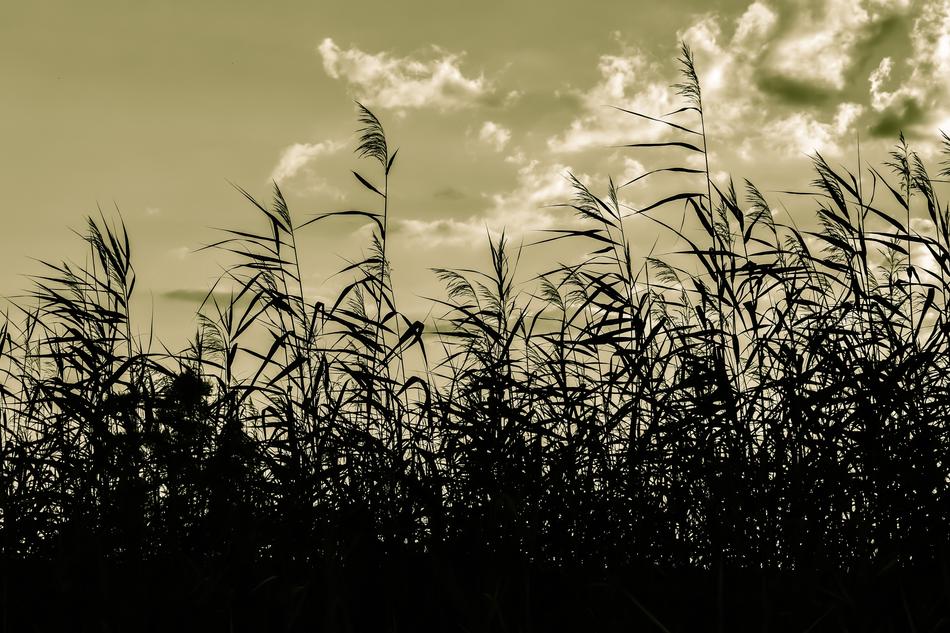 Reeds Swamp Sky