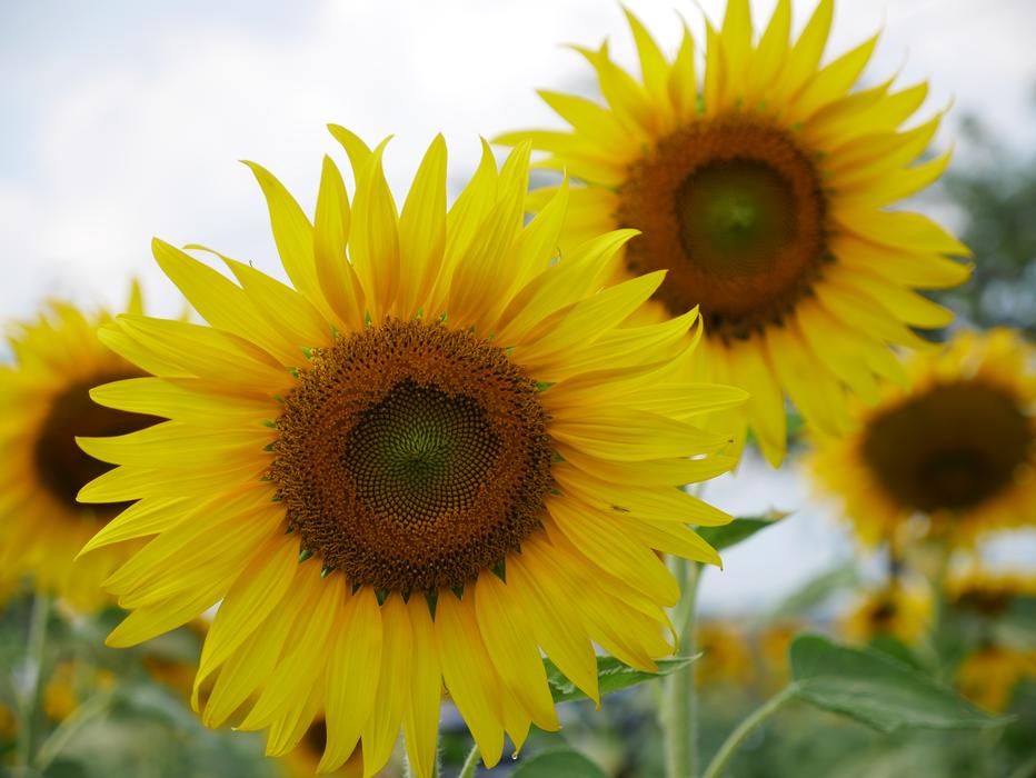 Sunflower Flowers Yellow