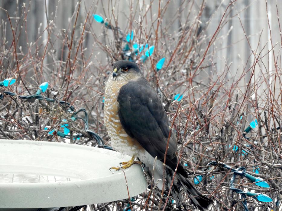 Sharp Shinned Hawk Raptor Winter