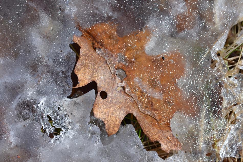Leaf Spring Ice