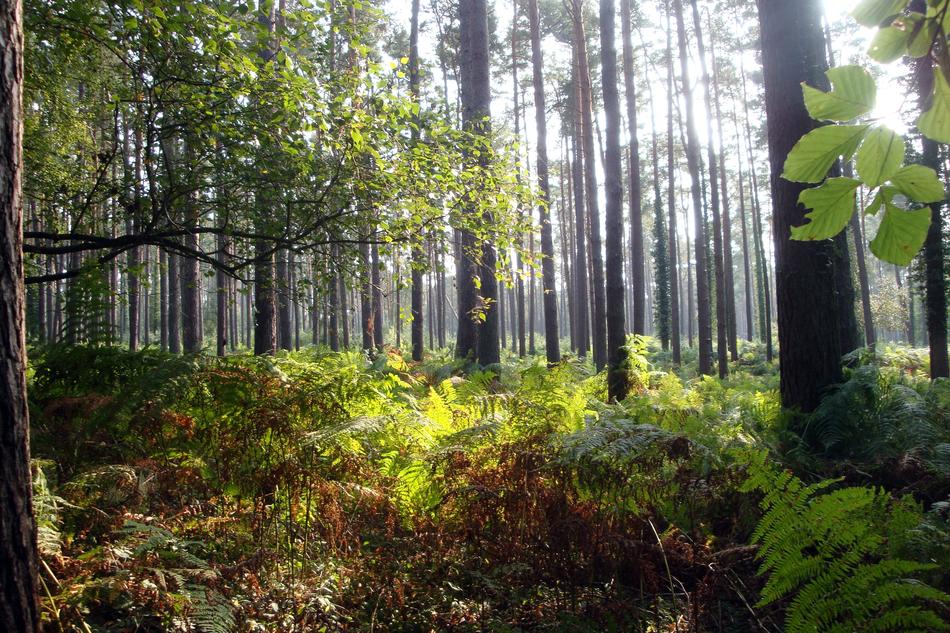 Forest Light Mood