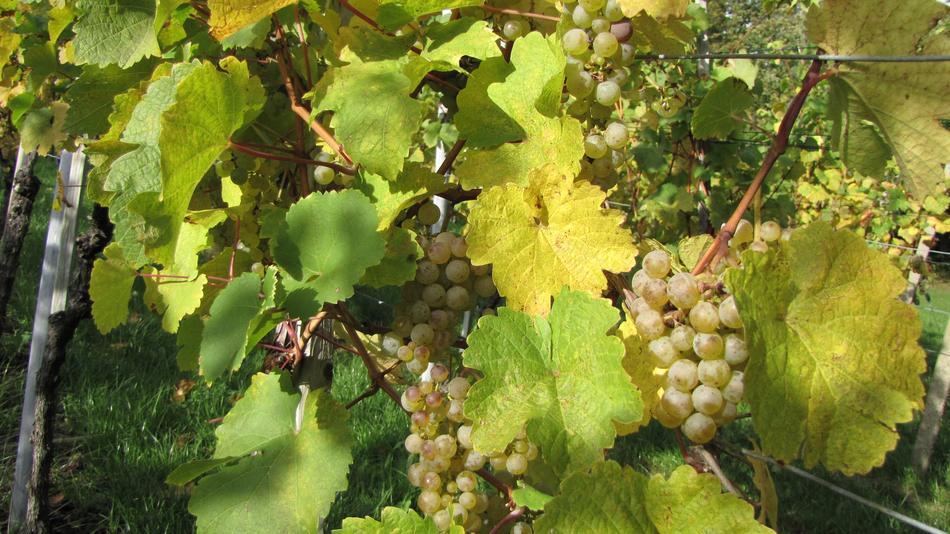 Grapevine Autumn Winegrowing