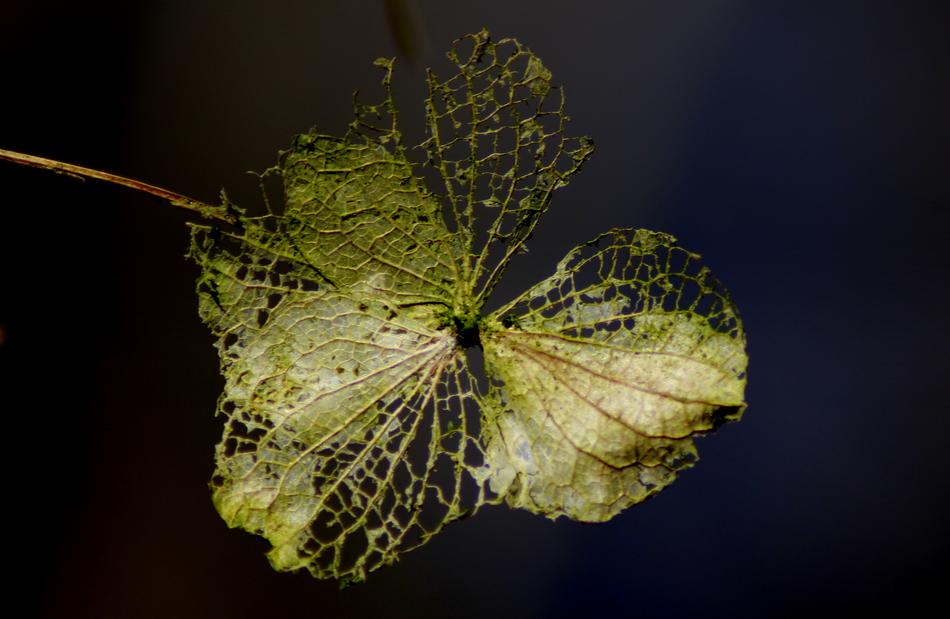 Nature Background Leaf