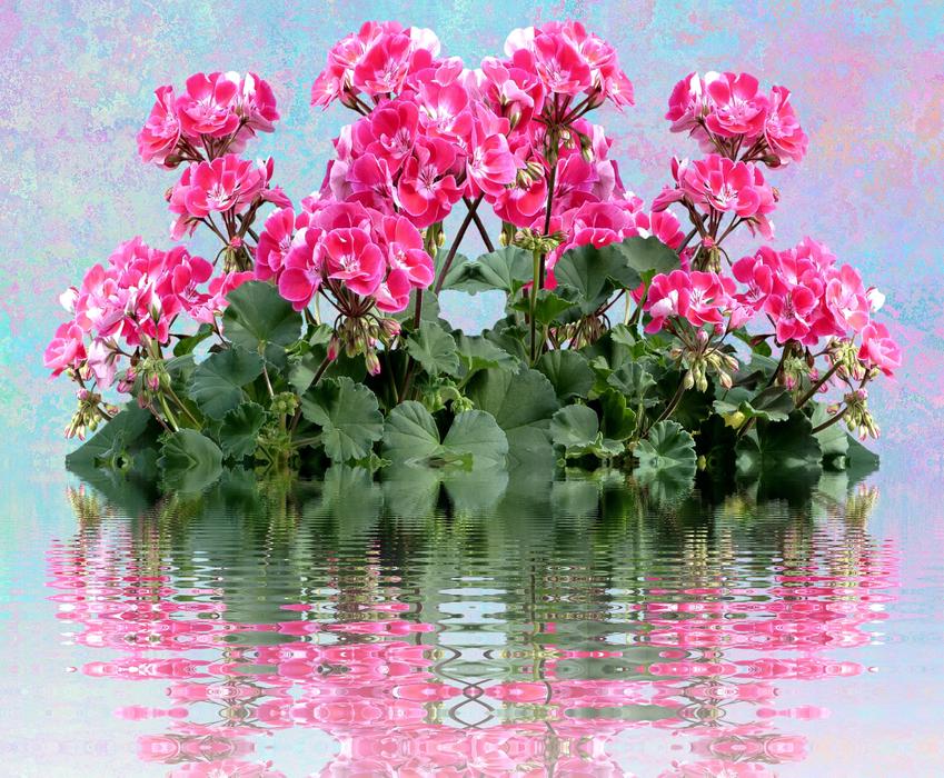 Geranium Balkonblumen Summer