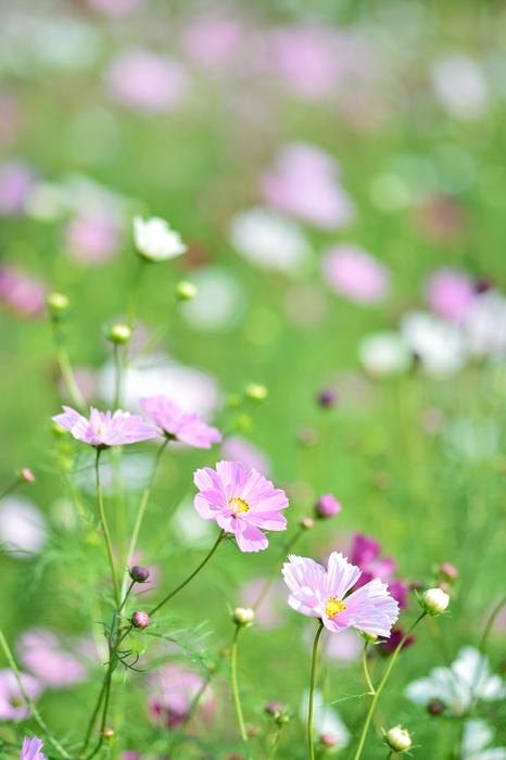 Landscape Plant Flowers