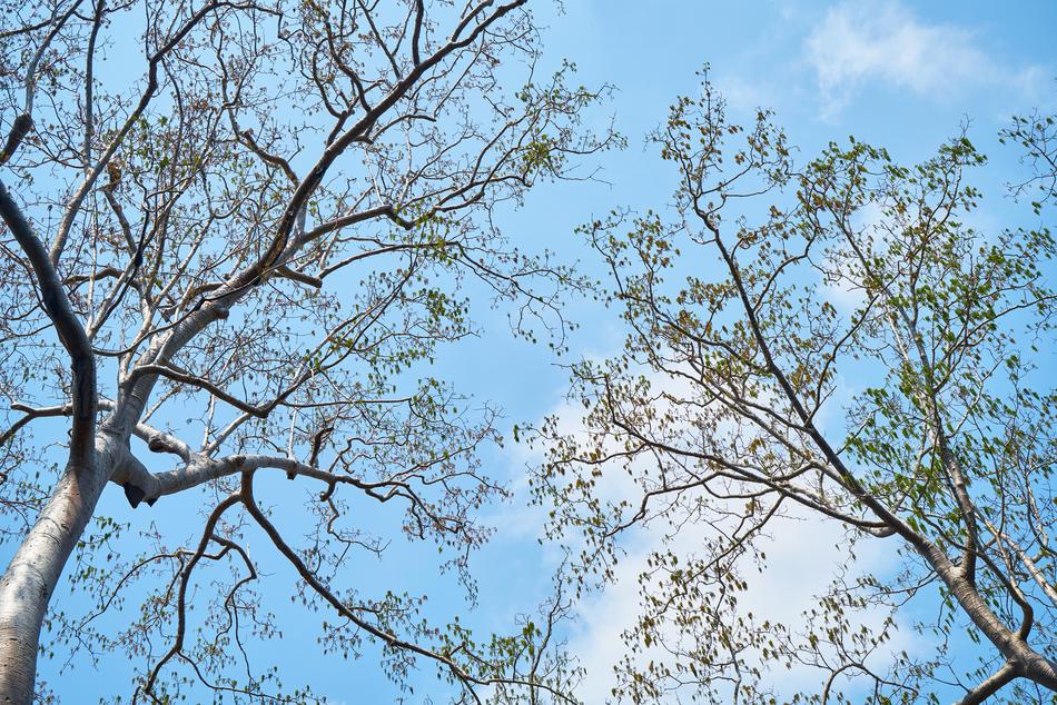 Tree Branch Wood-Fibre Boards
