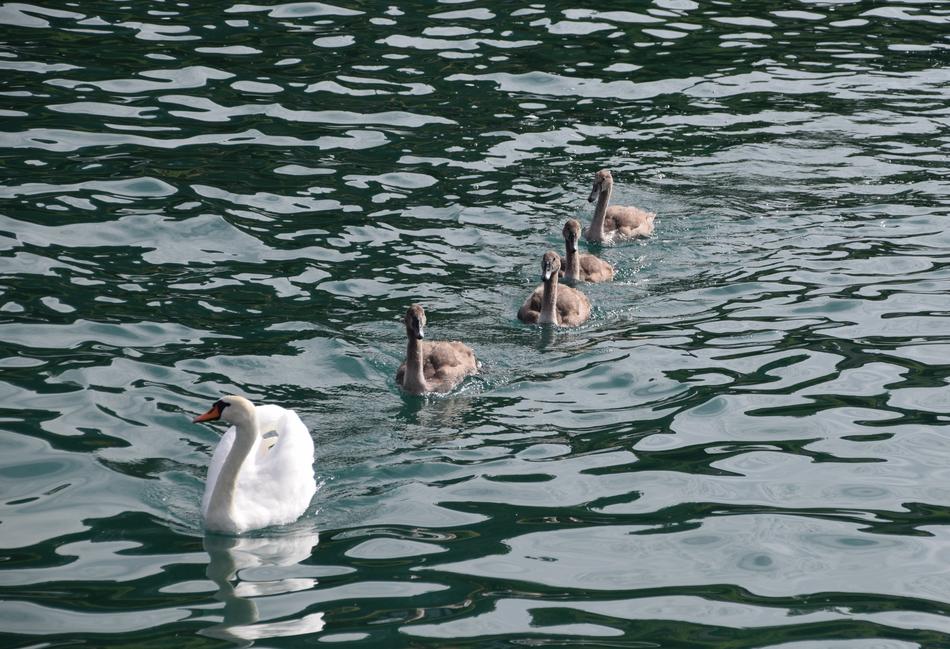 Animals Swans Birds
