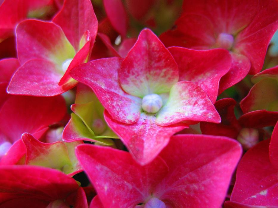 Flower Hortensia Hydrangea