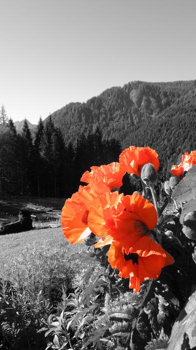 Poppy-Oriental Red Mountain
