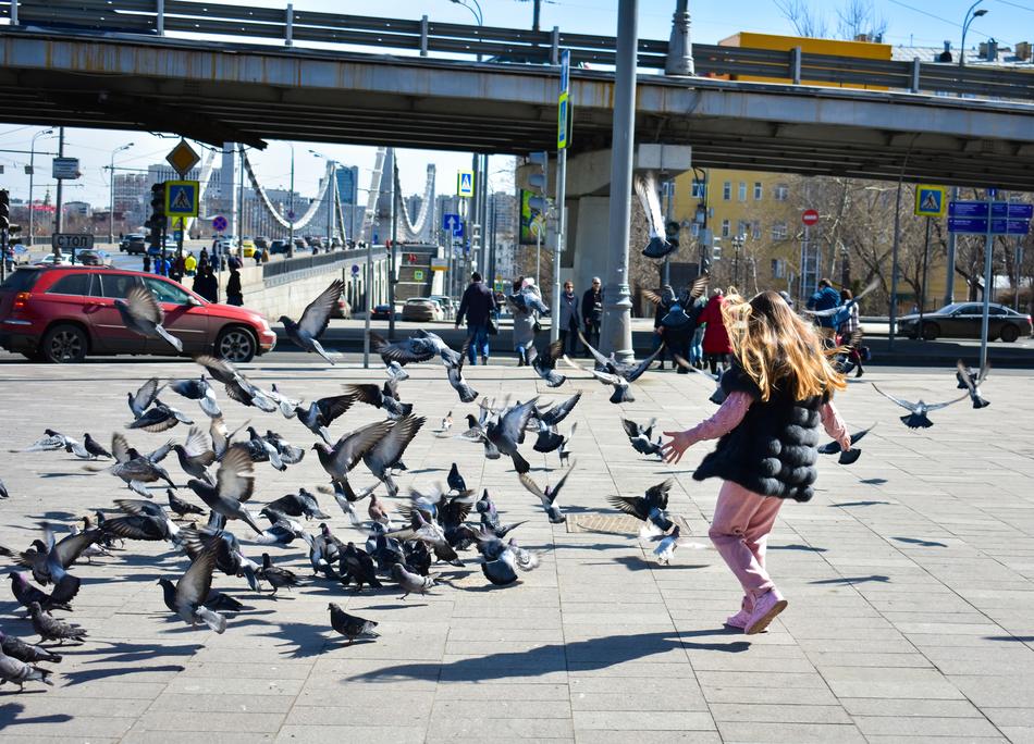 People, near the colorful, flying birds, in motion, in the megapolis