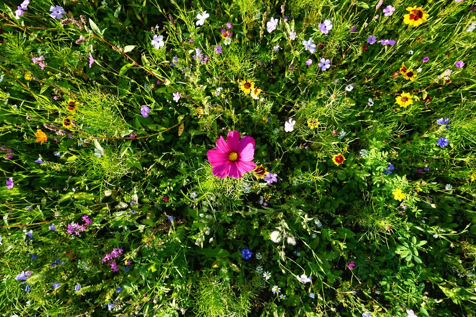Flower Plant Nature