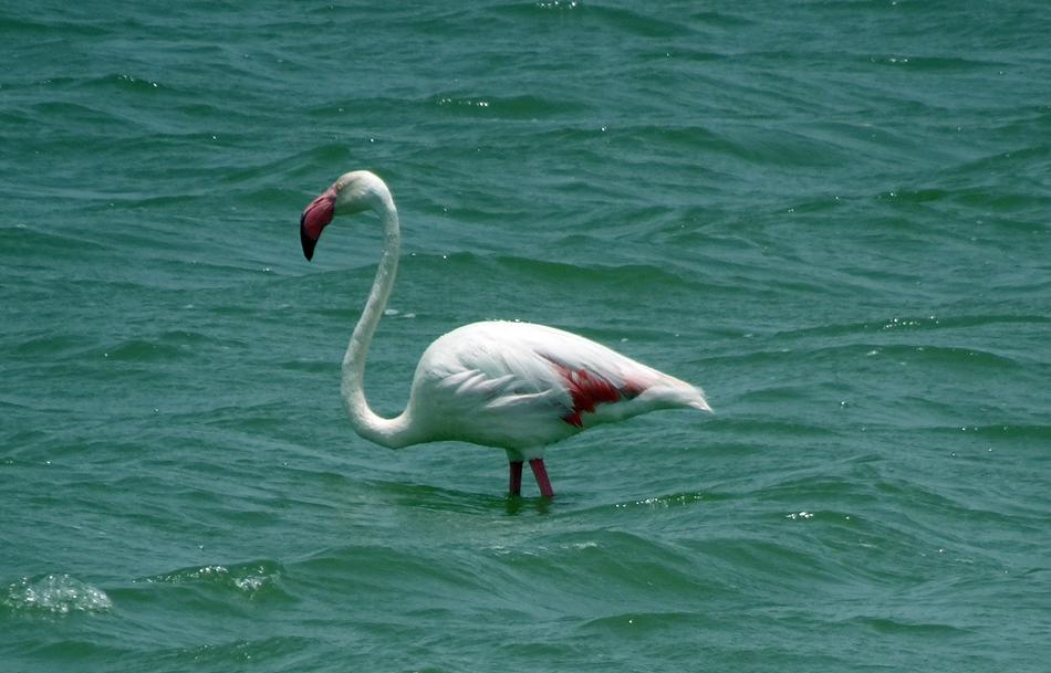 Bird Greater Flamingo