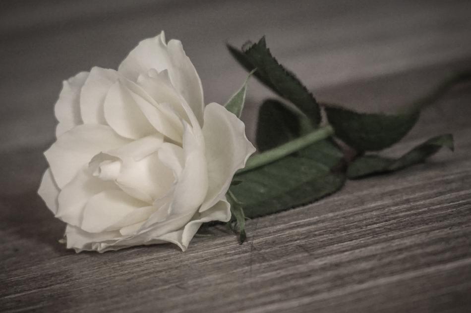 Rose Romantic White