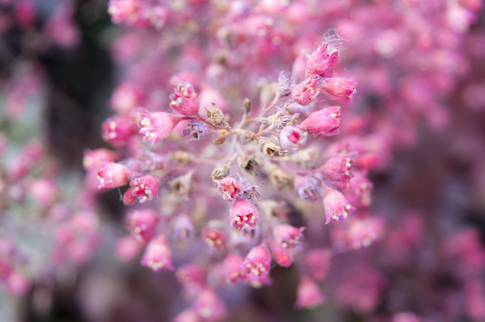 Flower Plant Nature