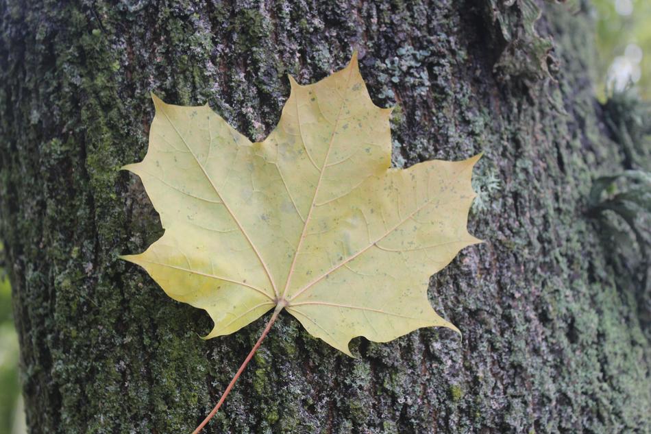 Leave Nature macro blur