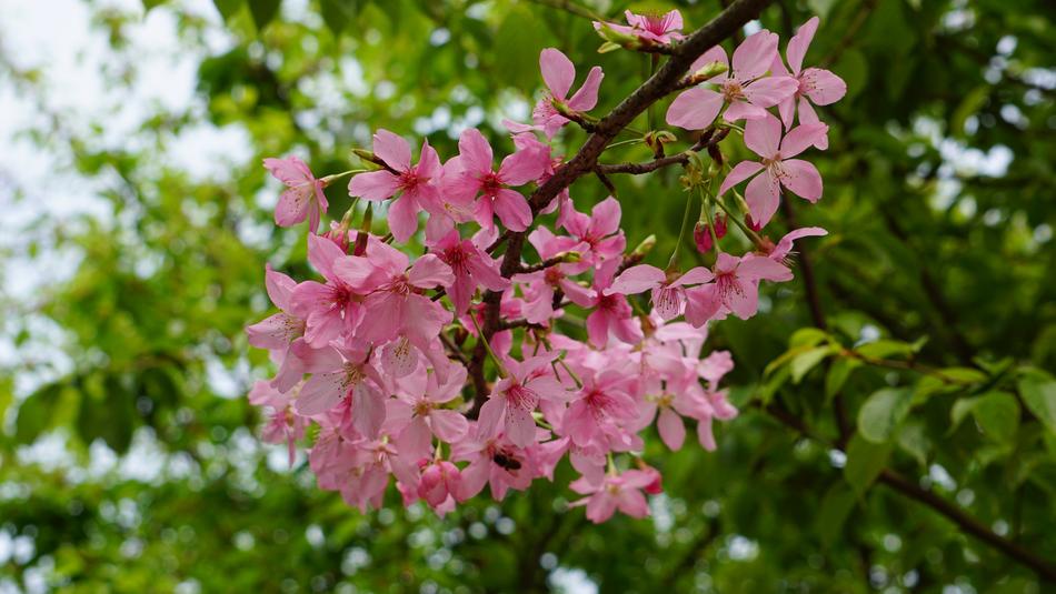 Flower Plant Nature