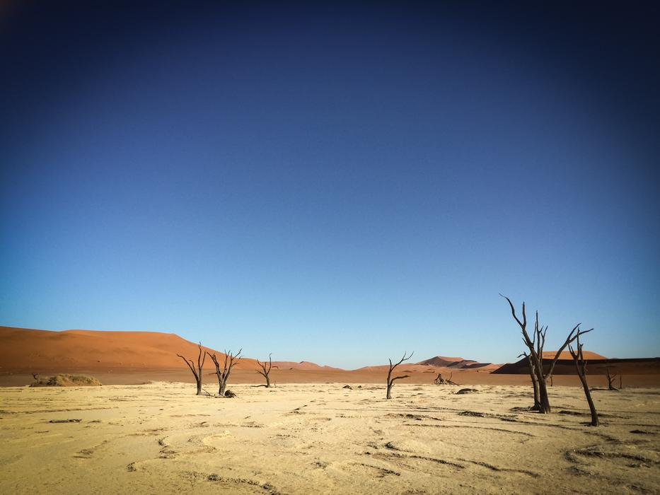Namibia Wildlife Africa