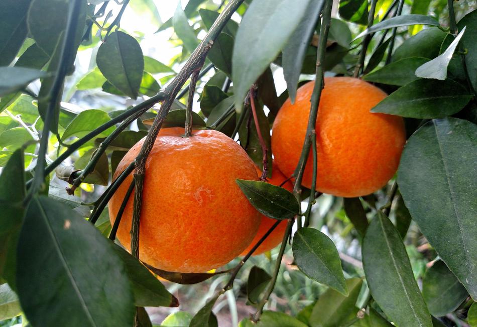 ripe oranges on a tree