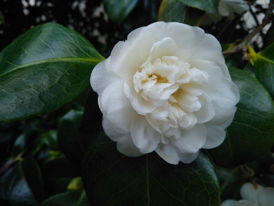 Flower Nature Leaf