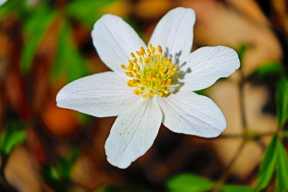 Nature Flower Plant