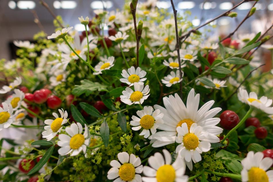 Flower Daisies Nature