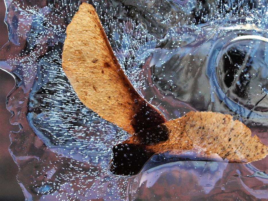Sycamore Seeds Ice