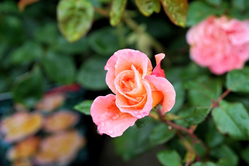 Rose Flower Blossom