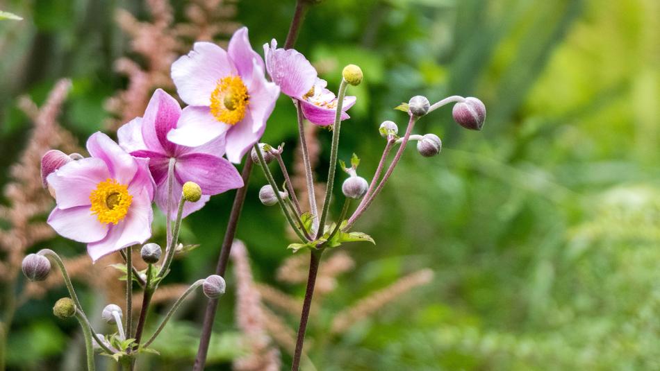 Garden Flower Blossom