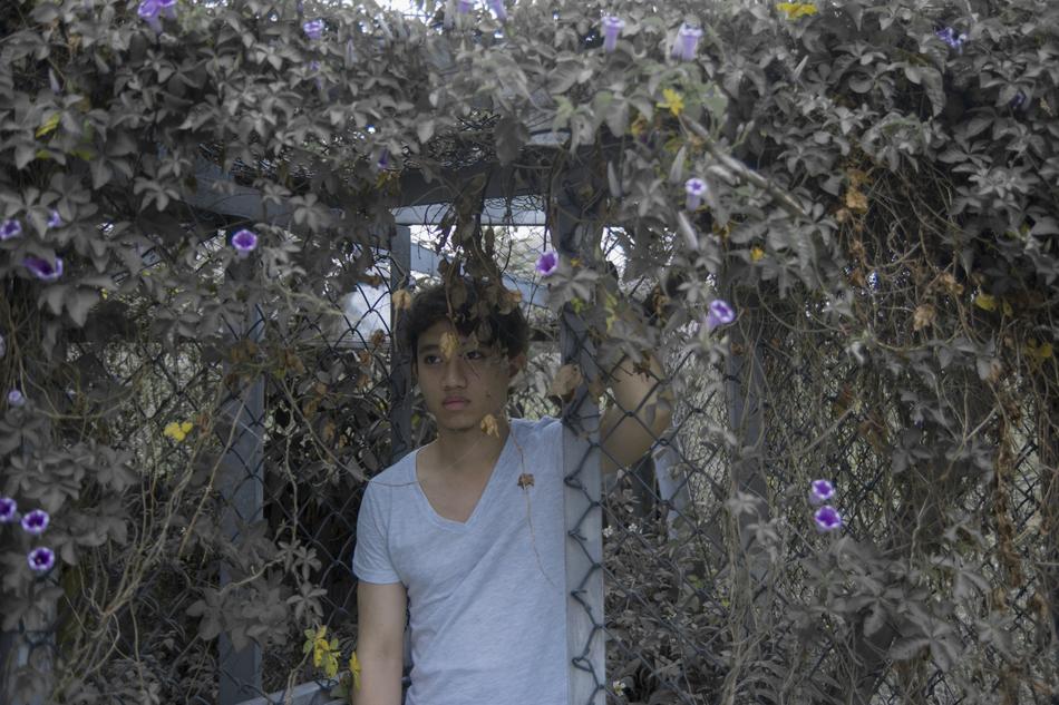 Flower Nature Tree