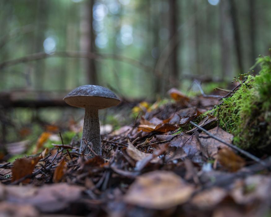 Podberjozovik Forest
