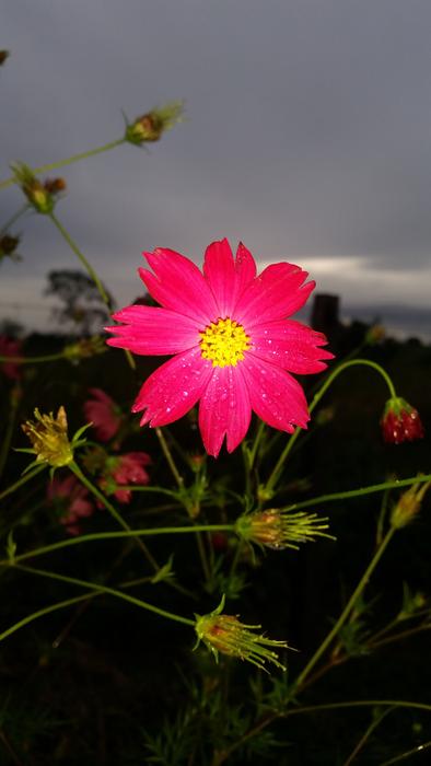 Flower Red Yellow