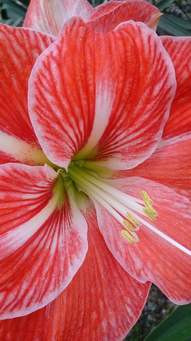 Flower Nature Garden