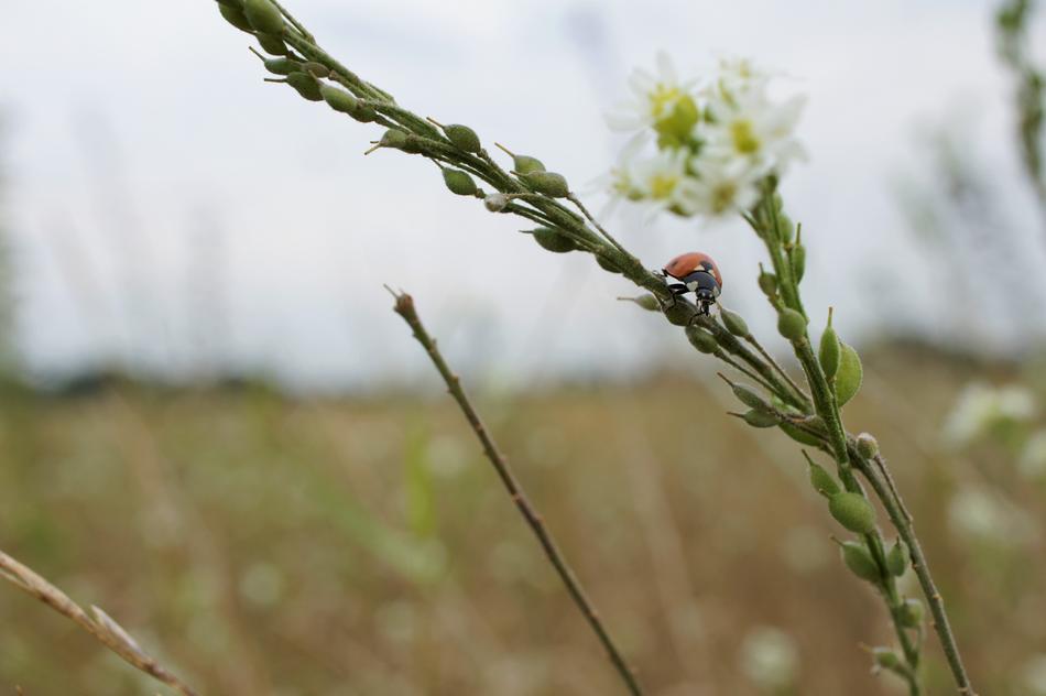 Ladybug Insect Close Up