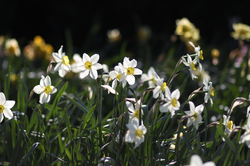 Daffodils Flowers Supplies