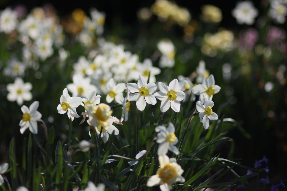 Daffodils Flowers Supplies