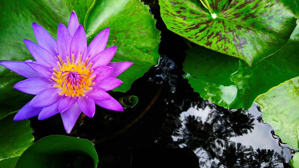 Lotus Nature Green