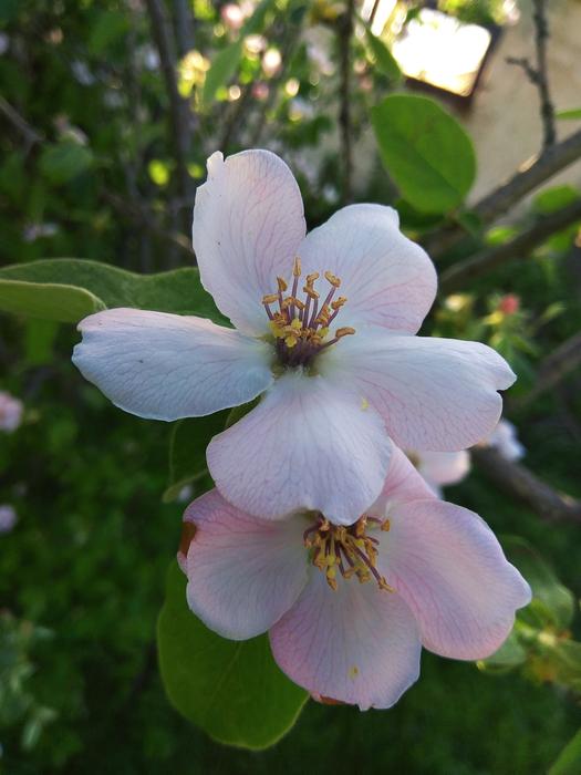 Flowers Plants Nature
