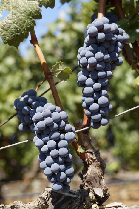 Grape Blue Fruit