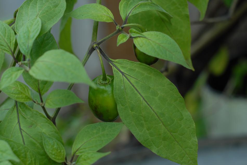 beautiful green leaves