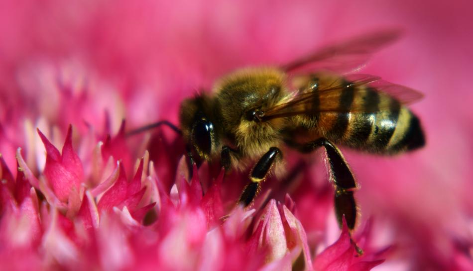 Bee pollination flower macro