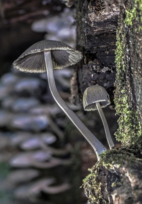 Mushroom Forest Mushrooms