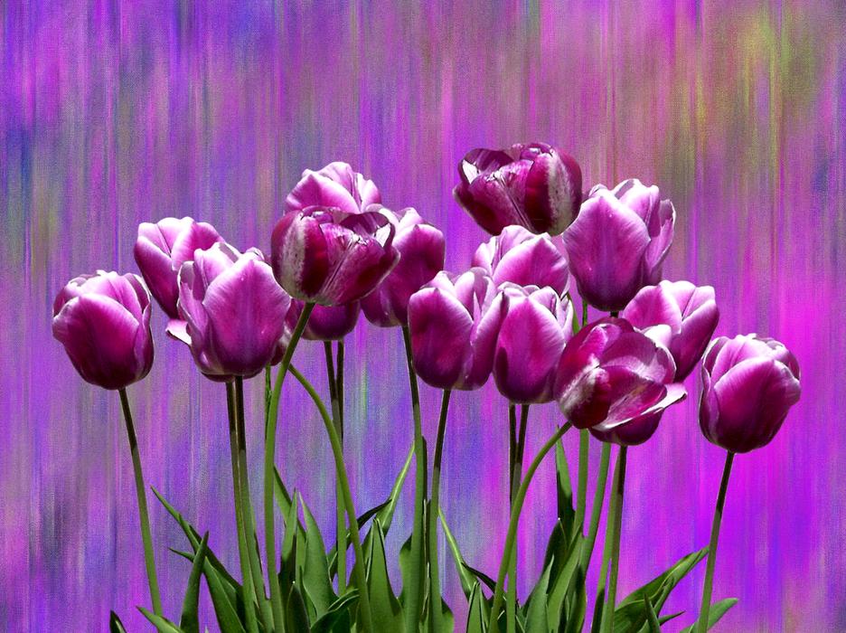 Tulips Spring Easter